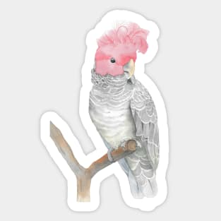 gang gang cockatoo red head cacatua watercolor Sticker